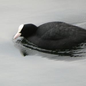 Common Coot