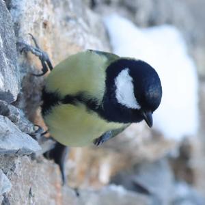 Great Tit