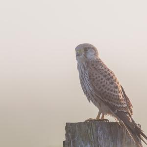 Common Kestrel