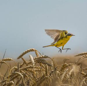 Yellow Wagtail