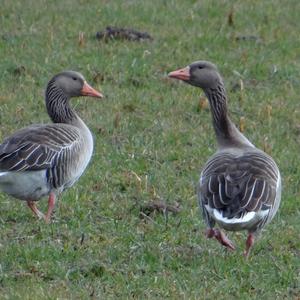 Greylag Goose