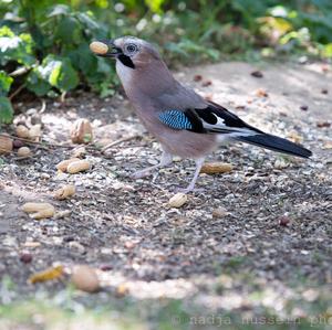 Eurasian Jay