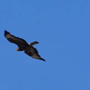 Common Buzzard