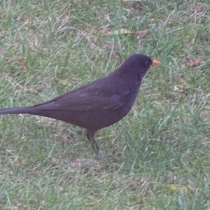 Eurasian Blackbird