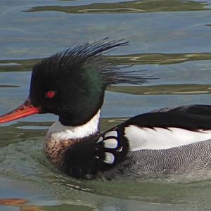 Red-breasted Merganser