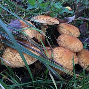 Scaly Pholiota