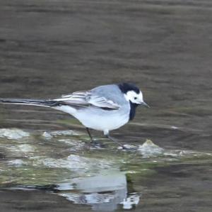 White Wagtail