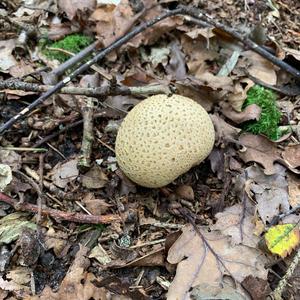 Giant Puffball