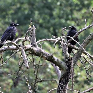 Carrion Crow