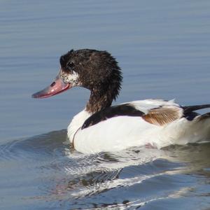 Common Shelduck