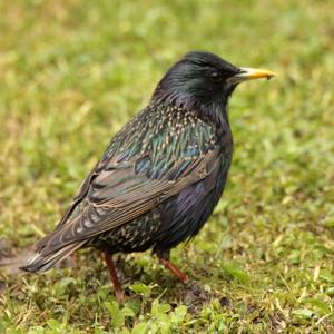 Common Starling