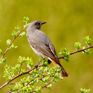 Black Redstart