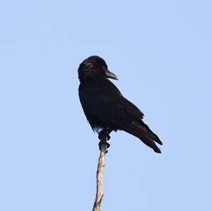 Carrion Crow