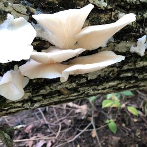 Oyster Mushroom