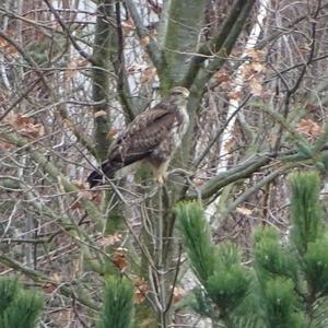 Common Buzzard