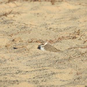 Kentish Plover