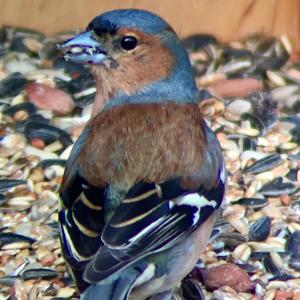 Eurasian Chaffinch