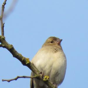 Eurasian Chaffinch