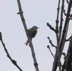 Willow Warbler