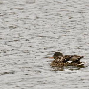 Gadwall