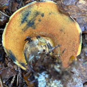 Dotted-stem Bolete