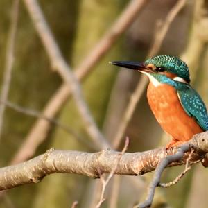 Common Kingfisher