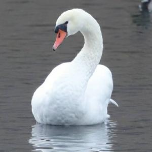 Mute Swan