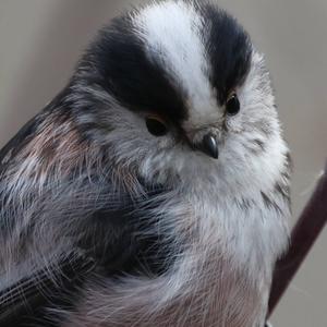 Long-tailed Tit