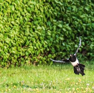 Black-billed Magpie