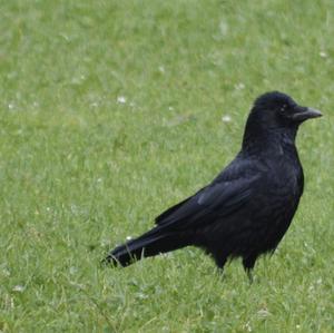 Common Raven