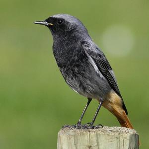 Black Redstart