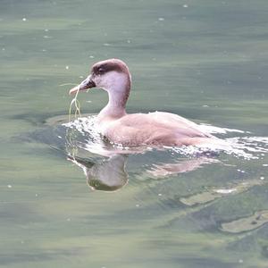 Red-crested Pochard