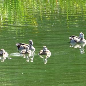 Nilgans