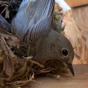 Black Redstart