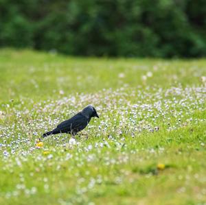 Carrion Crow