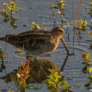 Common Snipe