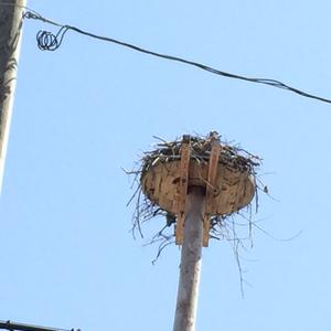 Osprey