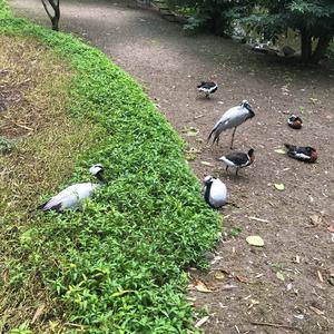 Demoiselle Crane