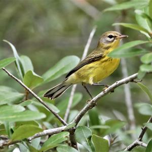 Prairie Warbler