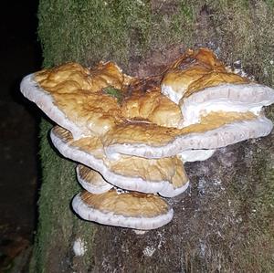 Tinder Polypore