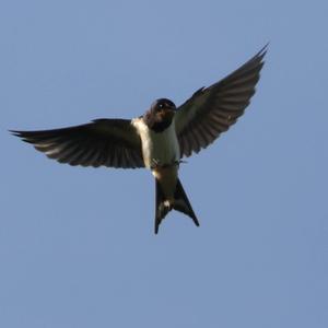 Barn Swallow