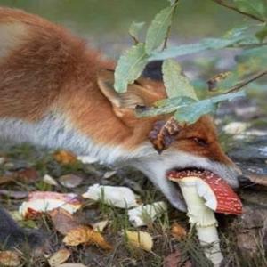 Fly Agaric