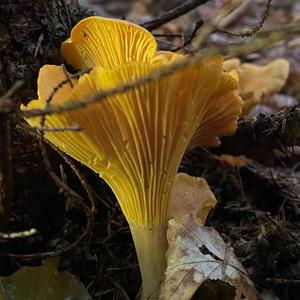 Chanterelle, Common