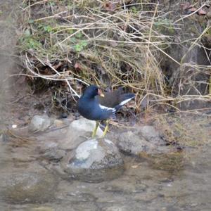 Common Moorhen