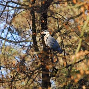 Grey Heron