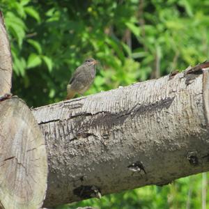 Black Redstart