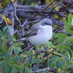 Lesser Whitethroat