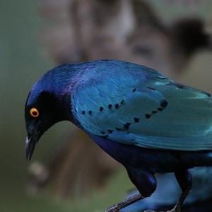 Hildebrandt's Starling