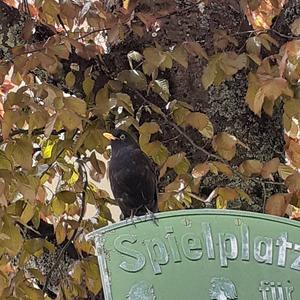 Eurasian Blackbird