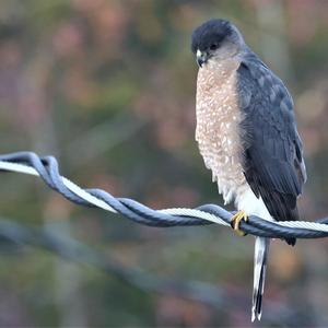 Eurasian Sparrowhawk